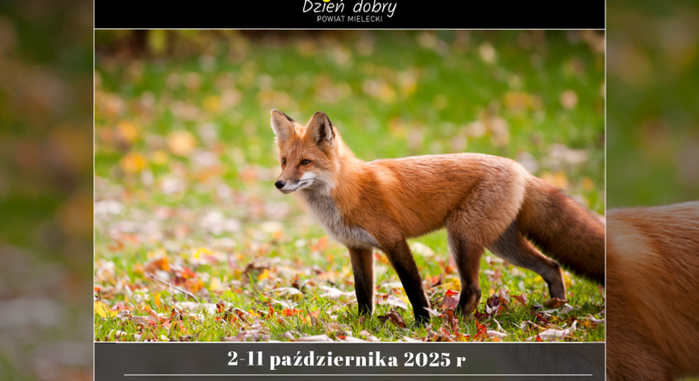 Jesienna akcja szczepienia lisów