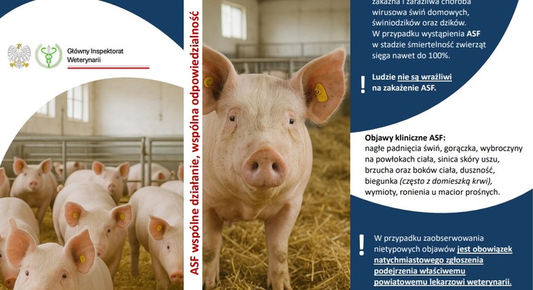 Powiatowy Lekarz Weterynarii przypomina, jak bronić się przed ASF